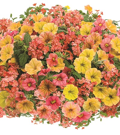 Beach Sunset Hanging Basket